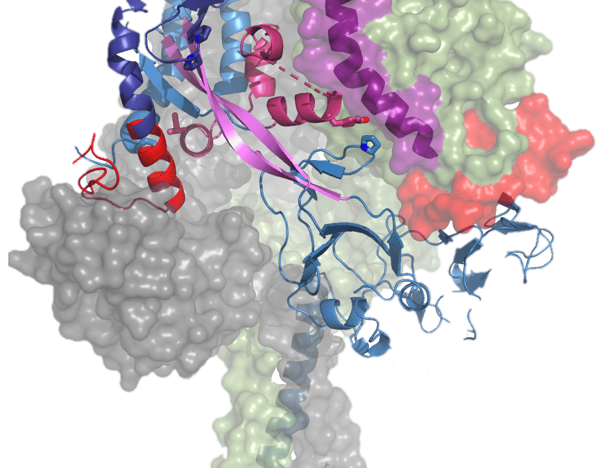 Universal paramyxovirus vaccine design